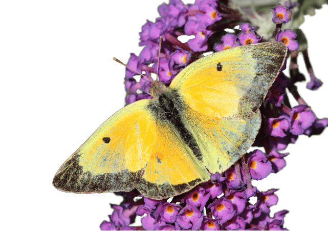 Yellow butterfly on purple butterfly bush flower