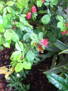 Tiger Striped long wing butterfly