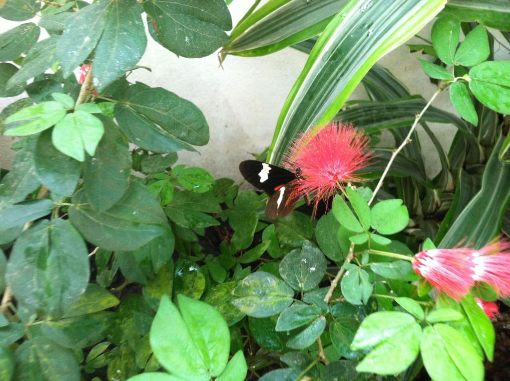 Doris Longwing Butterfly
