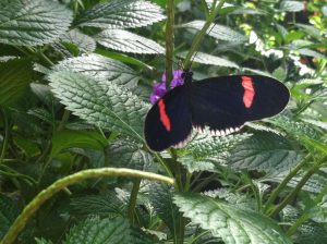 Red Postman Butterfly