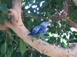 Blue-gray tanager Bird