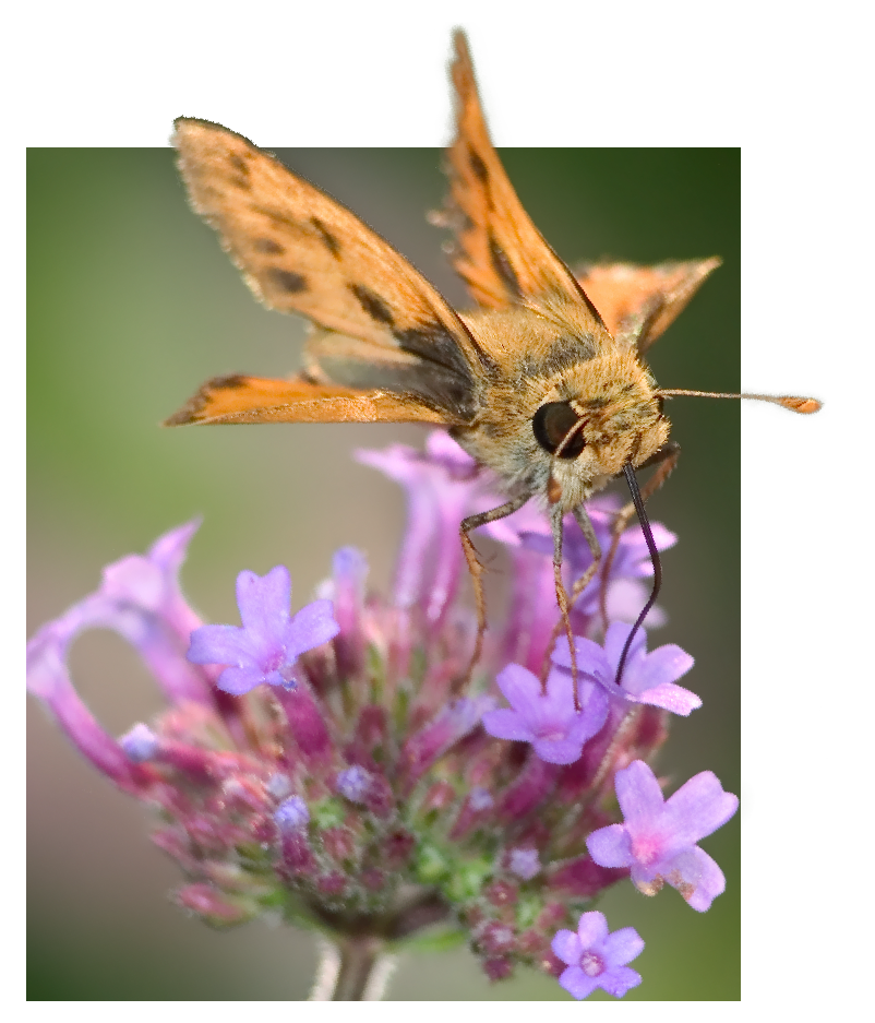 Skipper butterfly on Verbena
