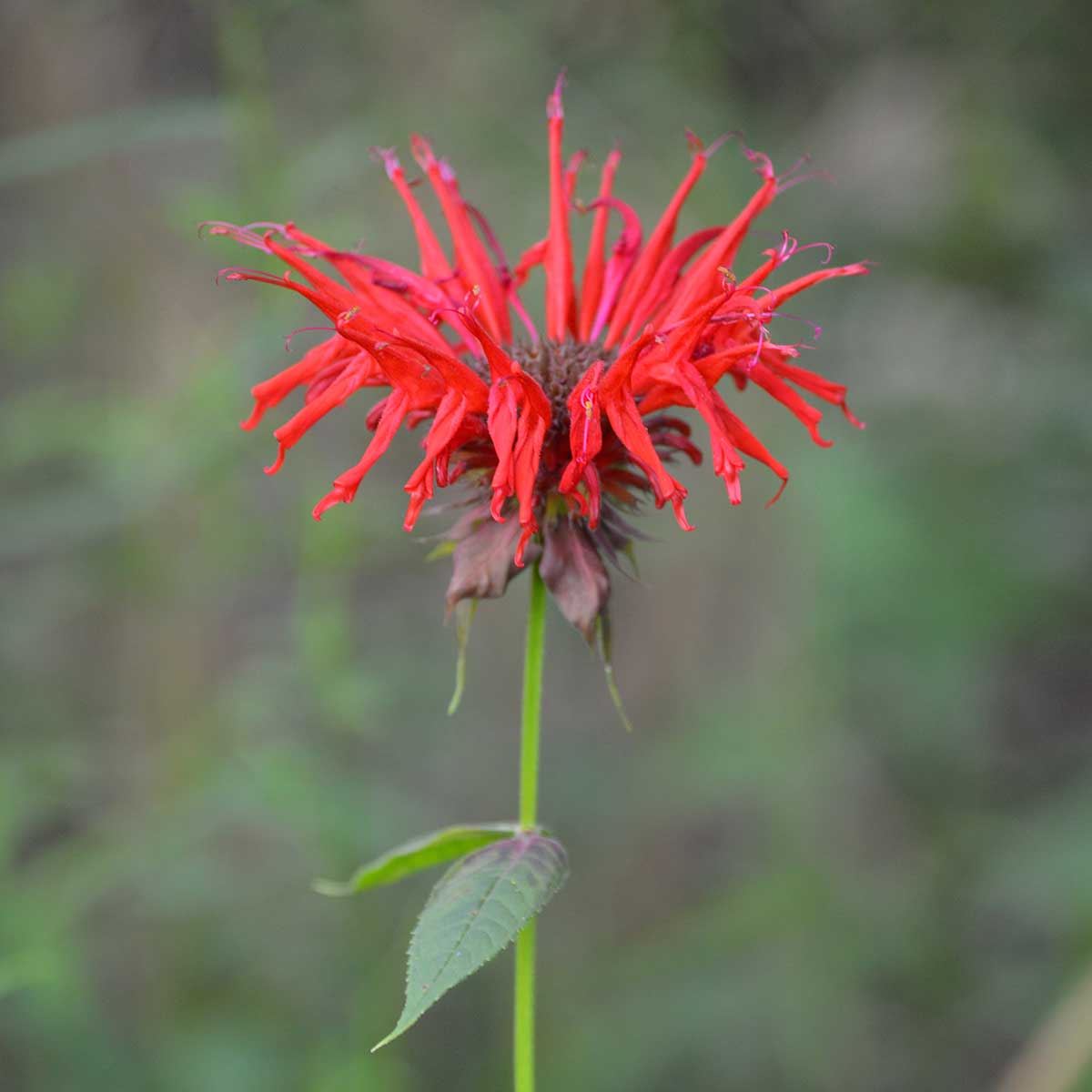 Red bloom of bee balm