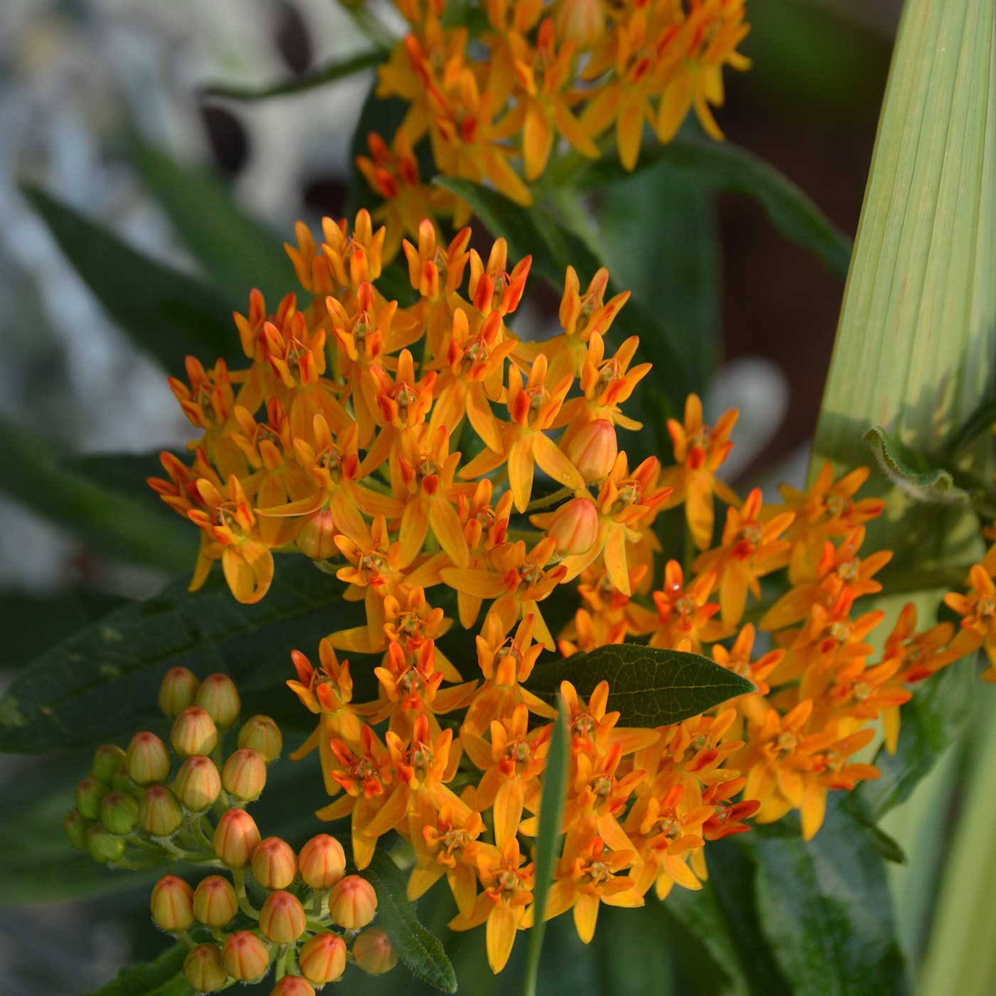 Butterfly weed orange flowers