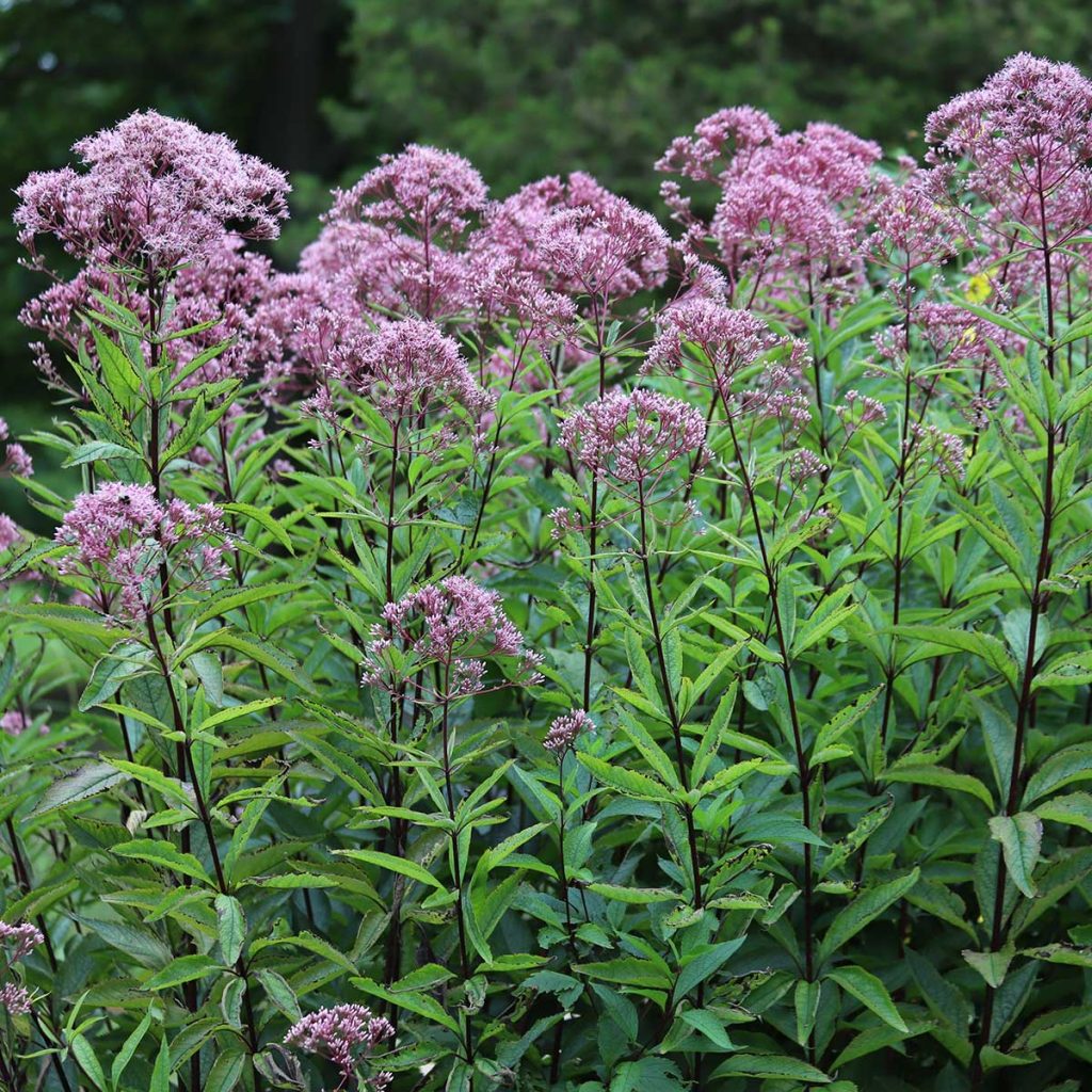 Joe Pye weed tall purple flowers with long lanceolate leaves