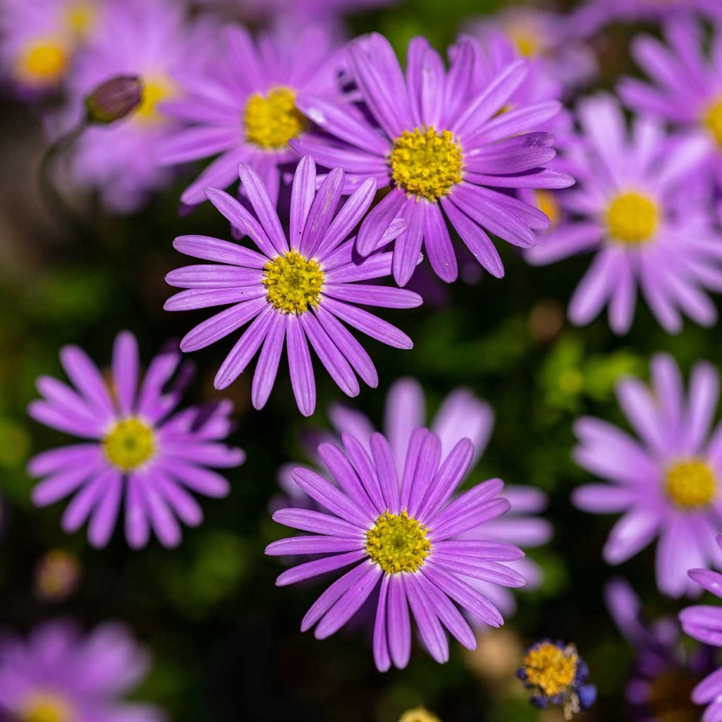 New England aster flowers