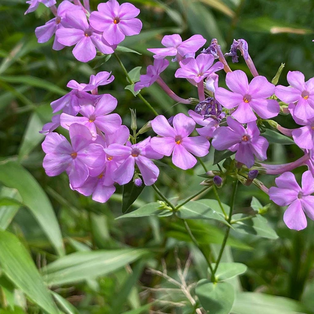 Phlox flowers