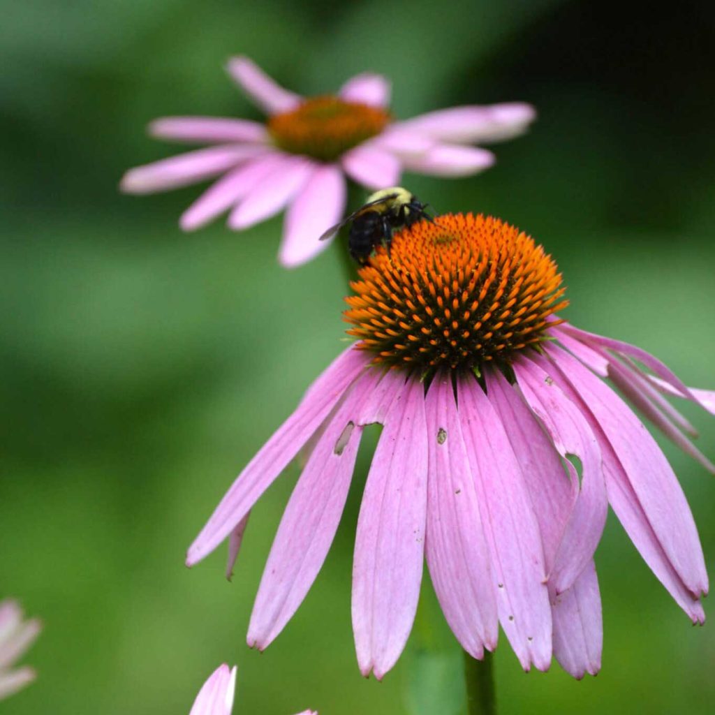 Purple coneflower blooms with a bee on it
