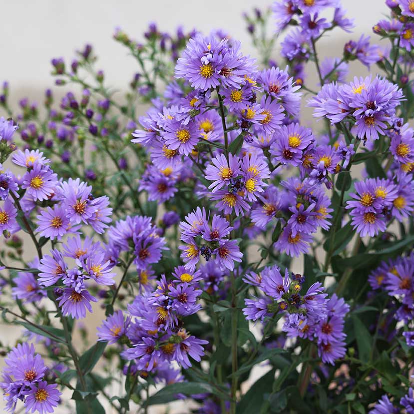 Smooth blue aster flowers