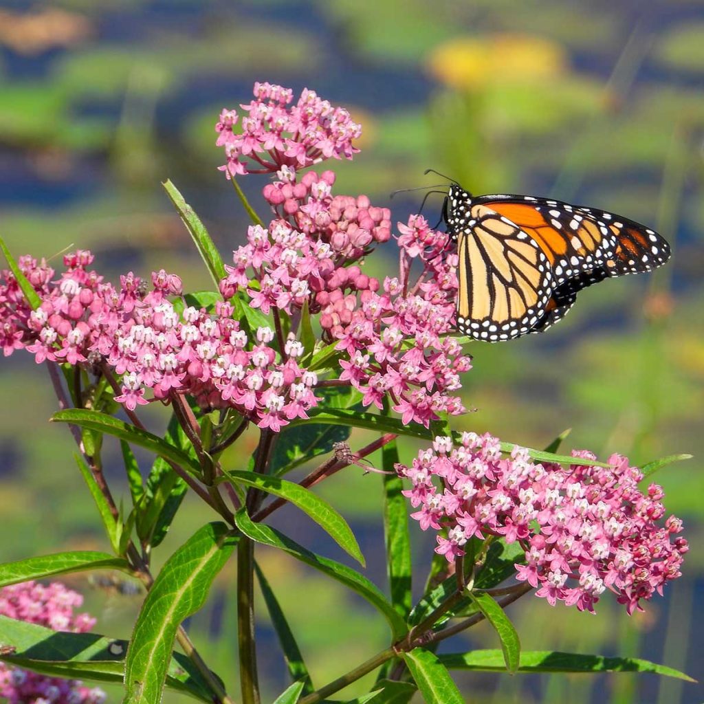 Monarch butterfly feeding on pink flowers of swamp milkweed