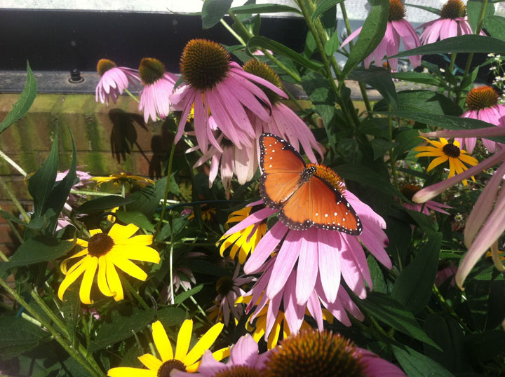 The Butterfly Atrium at Hershey Gardens