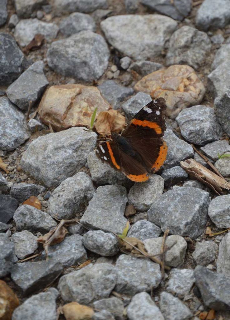 Red admiral butterfly puddling on muddy soil between rocks