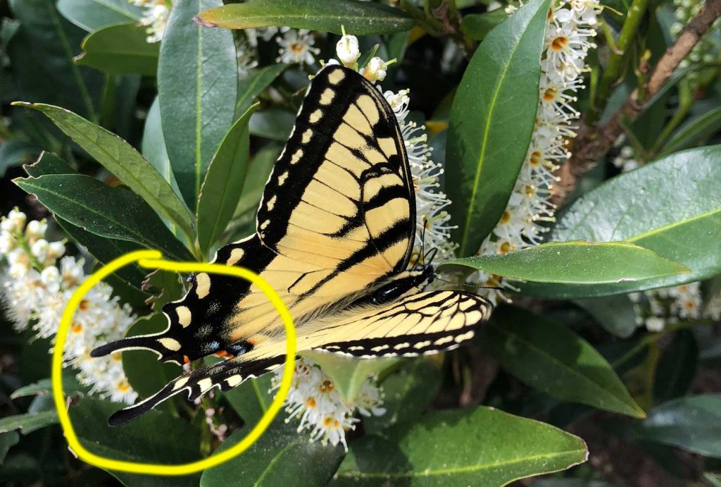 Eastern tiger swallowtail butterfly feeding on cherry laurel flowers