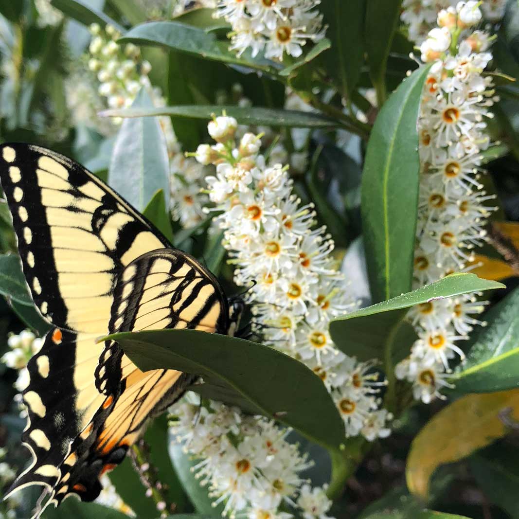 Eastern tiger swallowtail feeding on the white flower spikes of cherry laurel