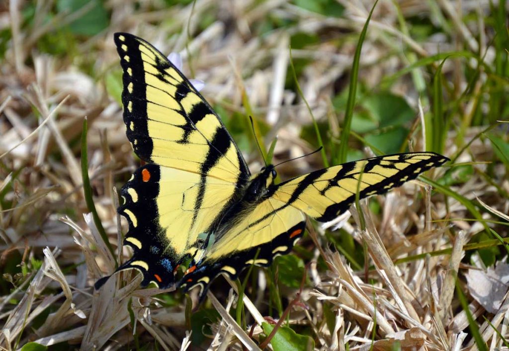 Eastern tiger swallowtail in grass
