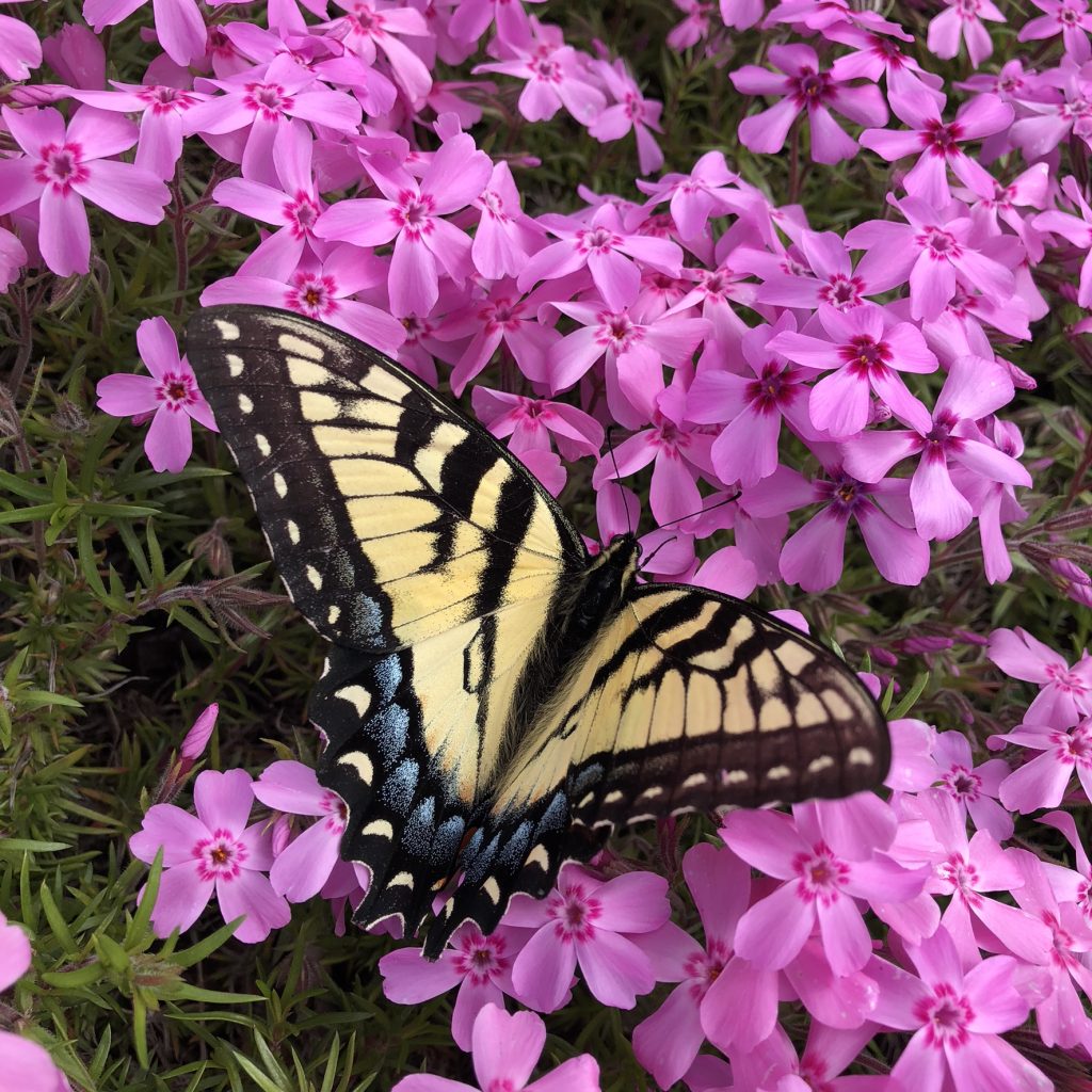 Eastern tiger swallowtail female on pink creeping phlox flowers