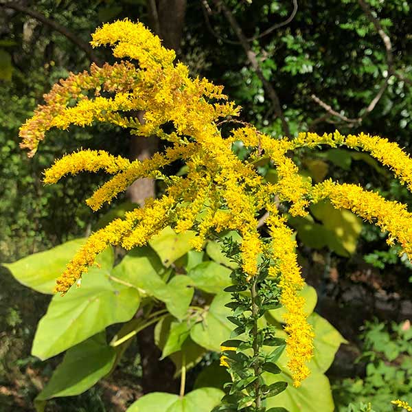 Yellow flowers of goldenrod