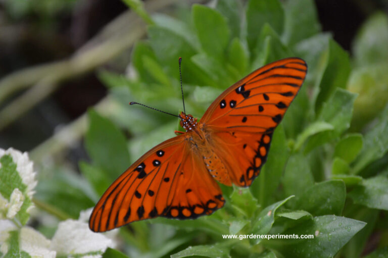 gulf fritillary 768x511