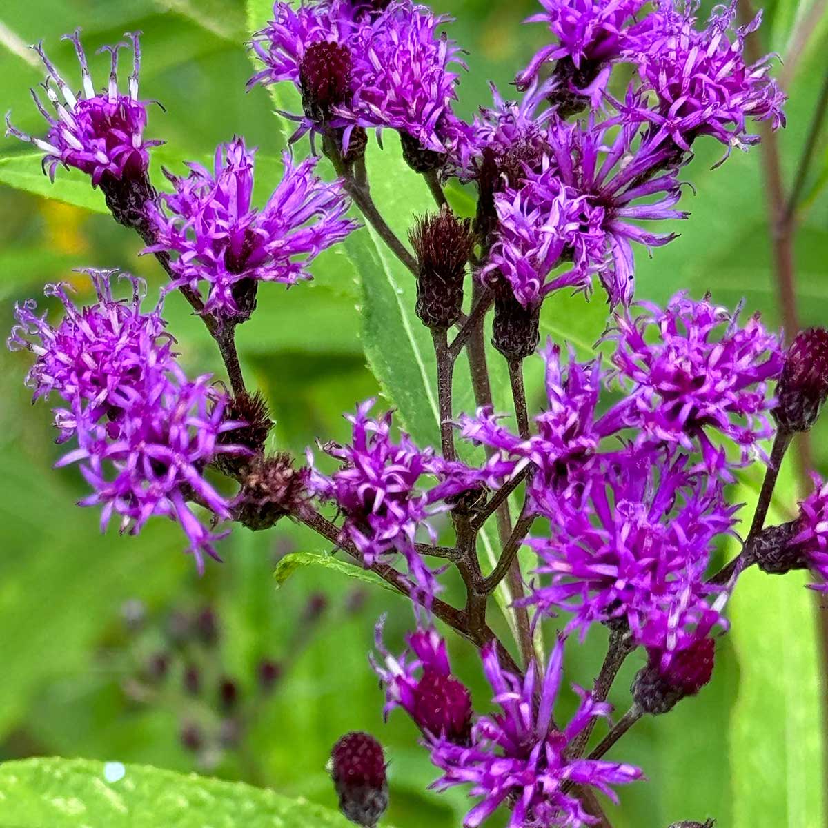 Dark purple flowers of ironweed