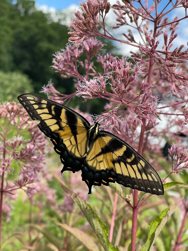 Female eastern tiger swallowtail on joe pye weed