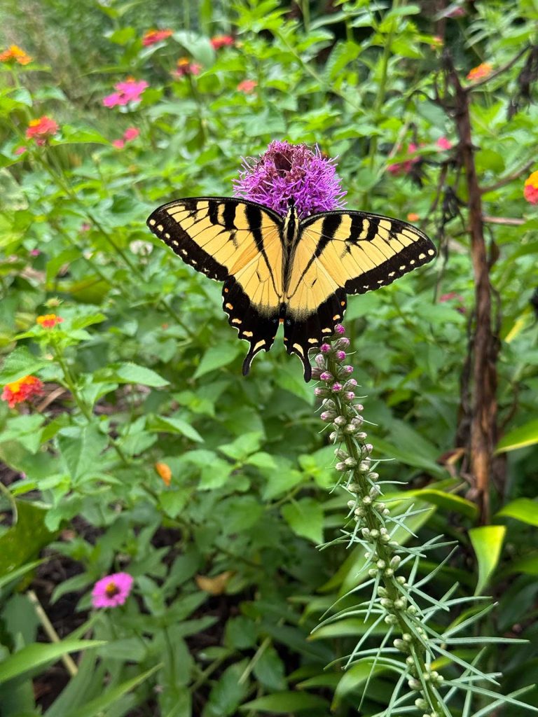 Male eastern tiger swallowtail feeding on purple liatris flowers