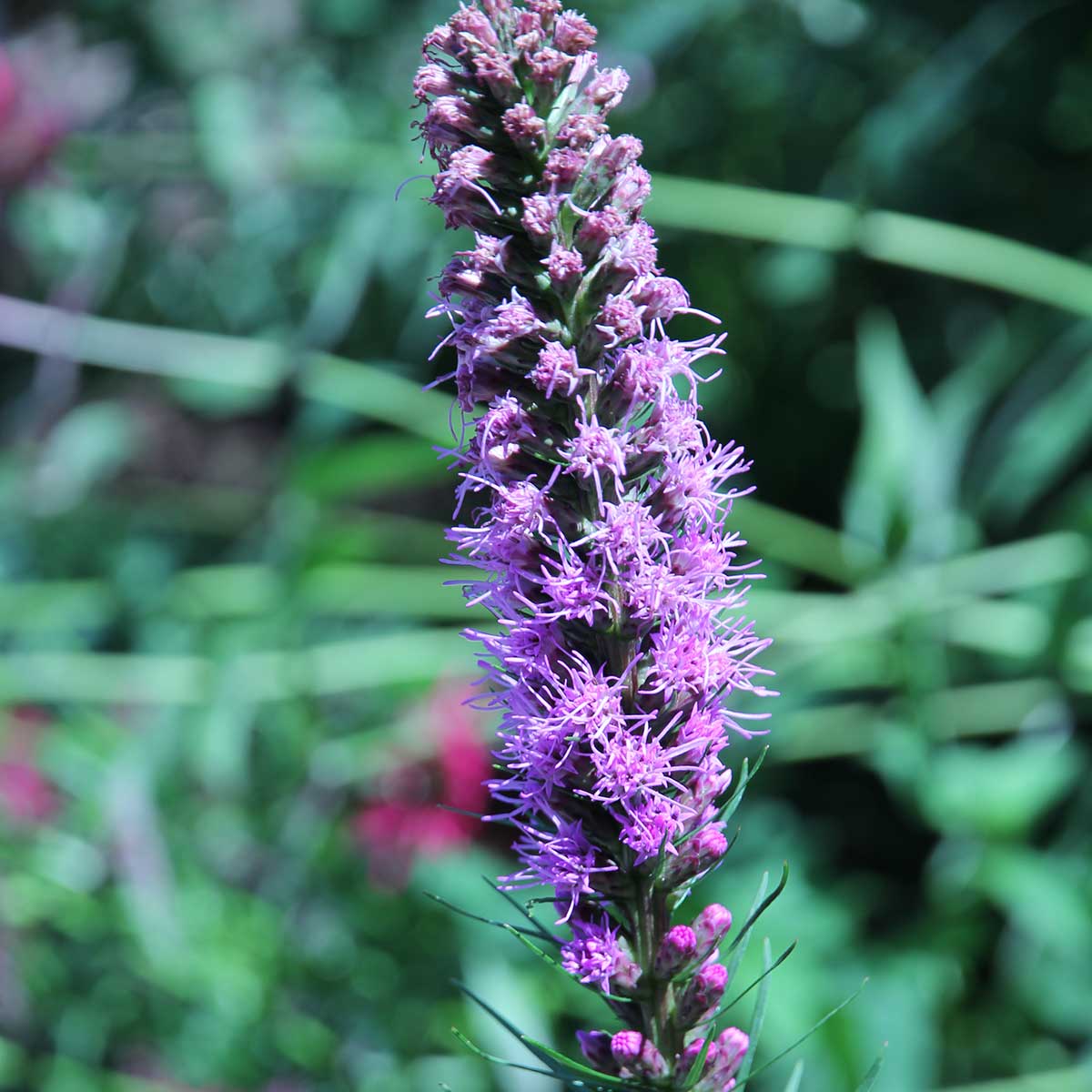 Purple spike of blazing star 