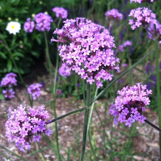 Purple flowers clustered at the edge of a stem of tall verbena