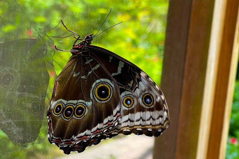 butterfly tn 768x512