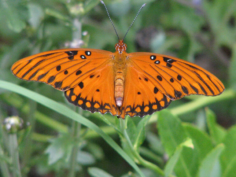 gulf fritillary web 800x600 1 768x576
