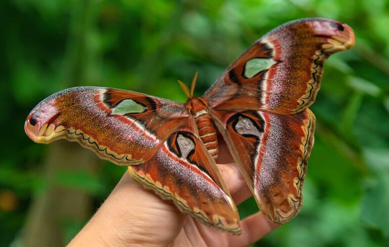 atlas moth 768x488