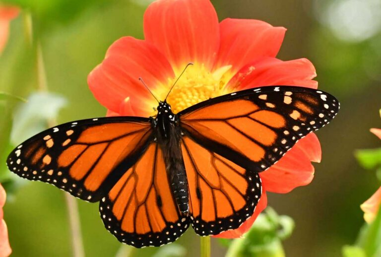 monarch2 768x518