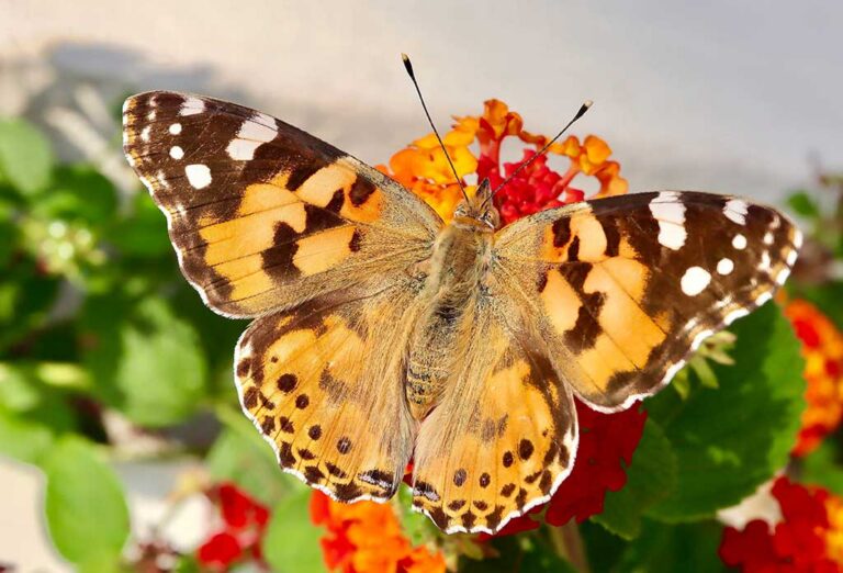 painted lady 768x522
